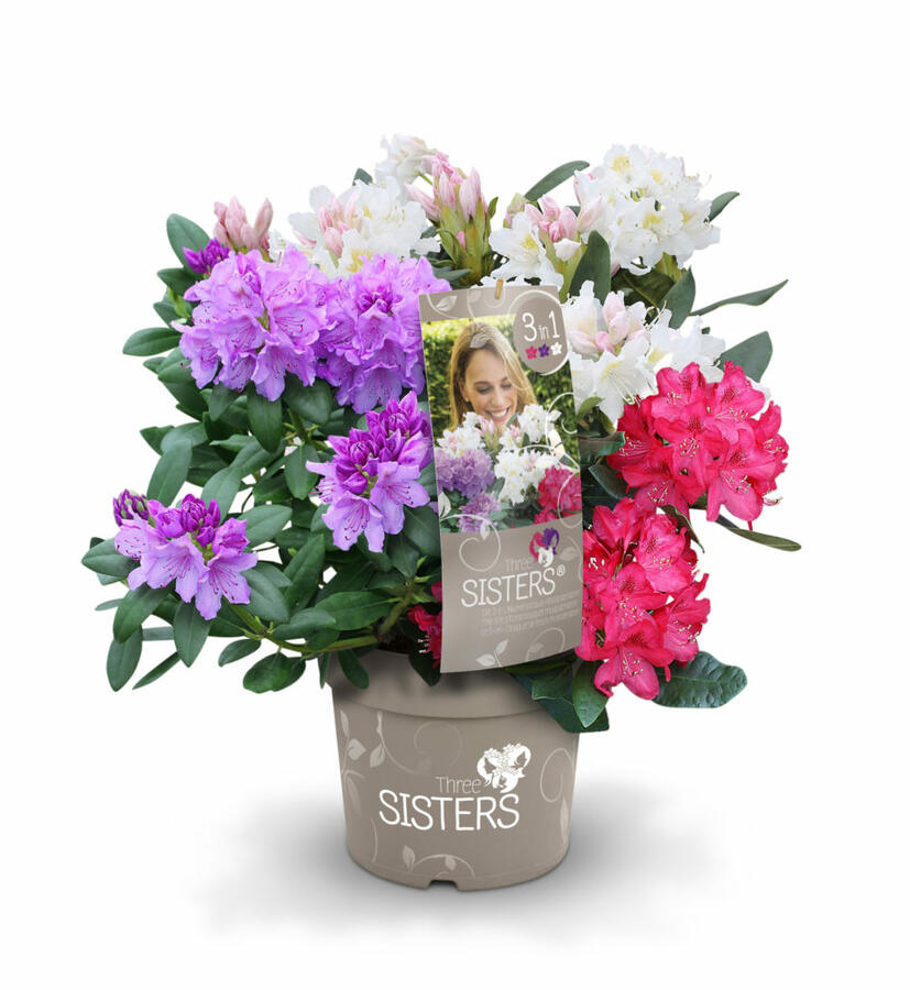 Pěnišník 'Three Sisters' - Rhododendron 'Three Sisters'