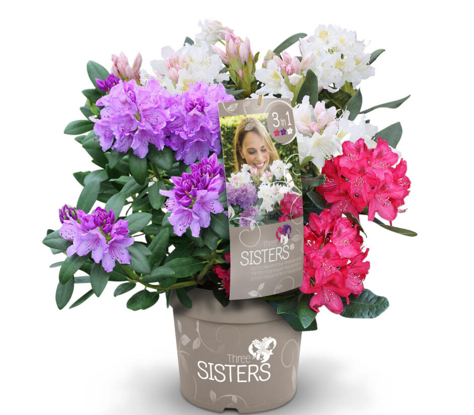 Pěnišník 'Three Sisters' - Rhododendron 'Three Sisters'
