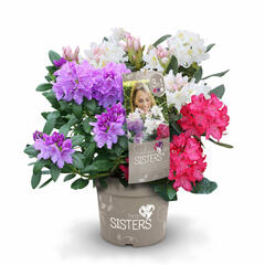 Pěnišník 'Three Sisters' - Rhododendron 'Three Sisters'