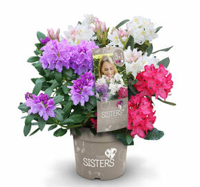 Pěnišník 'Three Sisters' - Rhododendron 'Three Sisters'