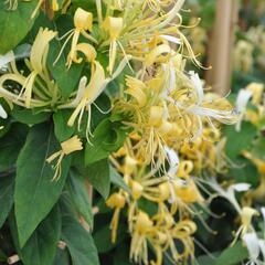 Zimolez - Lonicera similis var. delavayi