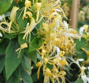 Zimolez - Lonicera similis var. delavayi