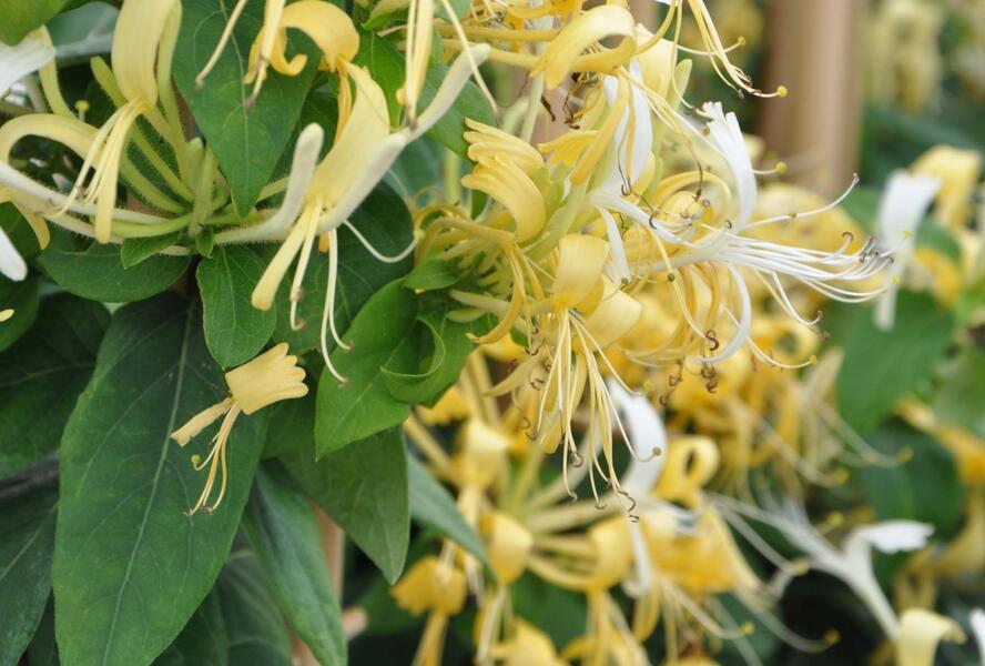 Zimolez - Lonicera similis var. delavayi