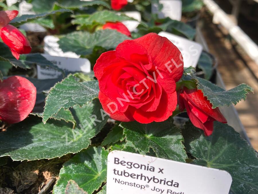 Begónie hlíznatá 'Nonstop Joy Red' - Begonia tuberhybrida 'Nonstop Joy Red'