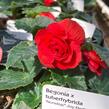 Begónie hlíznatá 'Nonstop Joy Red' - Begonia tuberhybrida 'Nonstop Joy Red'