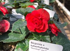 Begónie hlíznatá 'Nonstop Joy Red' - Begonia tuberhybrida 'Nonstop Joy Red'