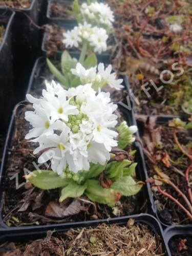 Prvosenka zoubkatá 'Weisse Auslese' - Primula denticulata 'Weisse Auslese'