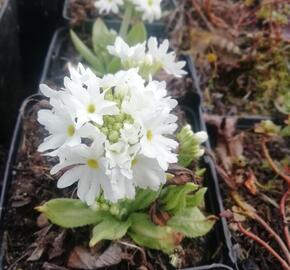 Prvosenka zoubkatá 'Weisse Auslese' - Primula denticulata 'Weisse Auslese'