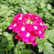 Verbena, sporýš 'Vanessa Dark Pink' - Verbena hybrida 'Vanessa Dark Pink'
