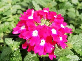 Sporýš 'Vanessa Dark Pink' - Verbena hybrida 'Vanessa Dark Pink'