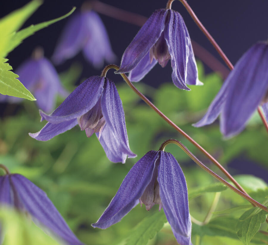 Plamének alpský 'Helsingborg' - Clematis alpina 'Helsingborg'