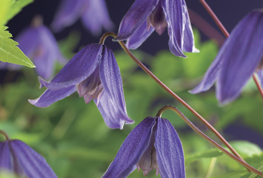 Plamének alpský 'Helsingborg' - Clematis alpina 'Helsingborg'