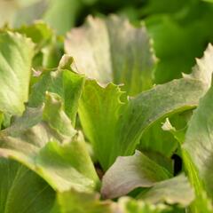 Salát hlávkový ledový 'Derel' - Lactuca sativa var. capitata 'Derel'