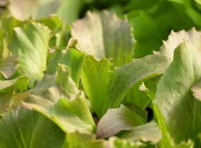 Salát hlávkový ledový 'Derel' - Lactuca sativa var. capitata 'Derel'