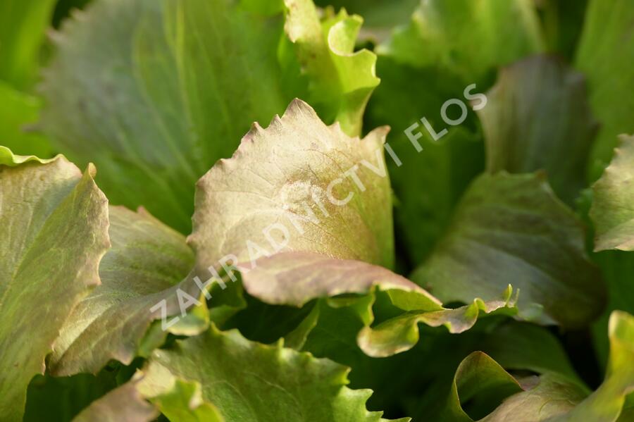 Salát hlávkový ledový 'Derel' - Lactuca sativa var. capitata 'Derel'