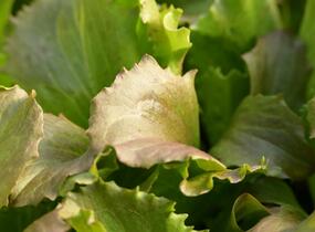 Salát hlávkový ledový 'Derel' - Lactuca sativa var. capitata 'Derel'