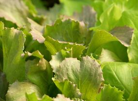 Salát hlávkový ledový 'Derel' - Lactuca sativa var. capitata 'Derel'
