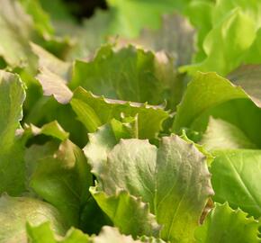 Salát hlávkový ledový 'Derel' - Lactuca sativa var. capitata 'Derel'