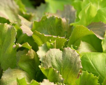 Salát hlávkový ledový 'Derel'