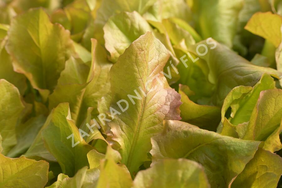 Salát hlávkový 'Sahim' - Lactuca sativa var. capitata 'Sahim'