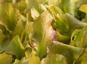 Salát hlávkový 'Sahim' - Lactuca sativa var. capitata 'Sahim'