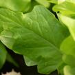 Salát listový 'Dubáček' - Lactuca sativa var. capitata 'Dubáček'