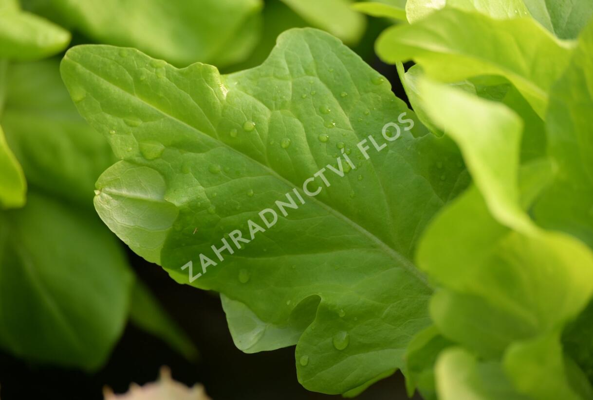 Salát listový 'Dubáček' - Lactuca sativa var. capitata 'Dubáček'