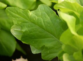 Salát listový 'Dubáček' - Lactuca sativa var. capitata 'Dubáček'