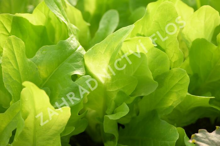 Salát listový 'Dubáček' - Lactuca sativa var. capitata 'Dubáček'