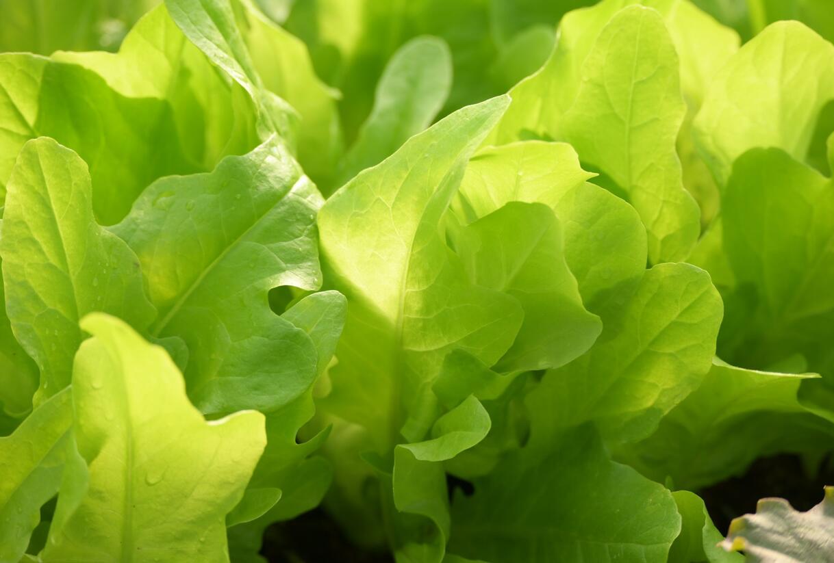 Salát listový 'Dubáček' - Lactuca sativa var. capitata 'Dubáček'