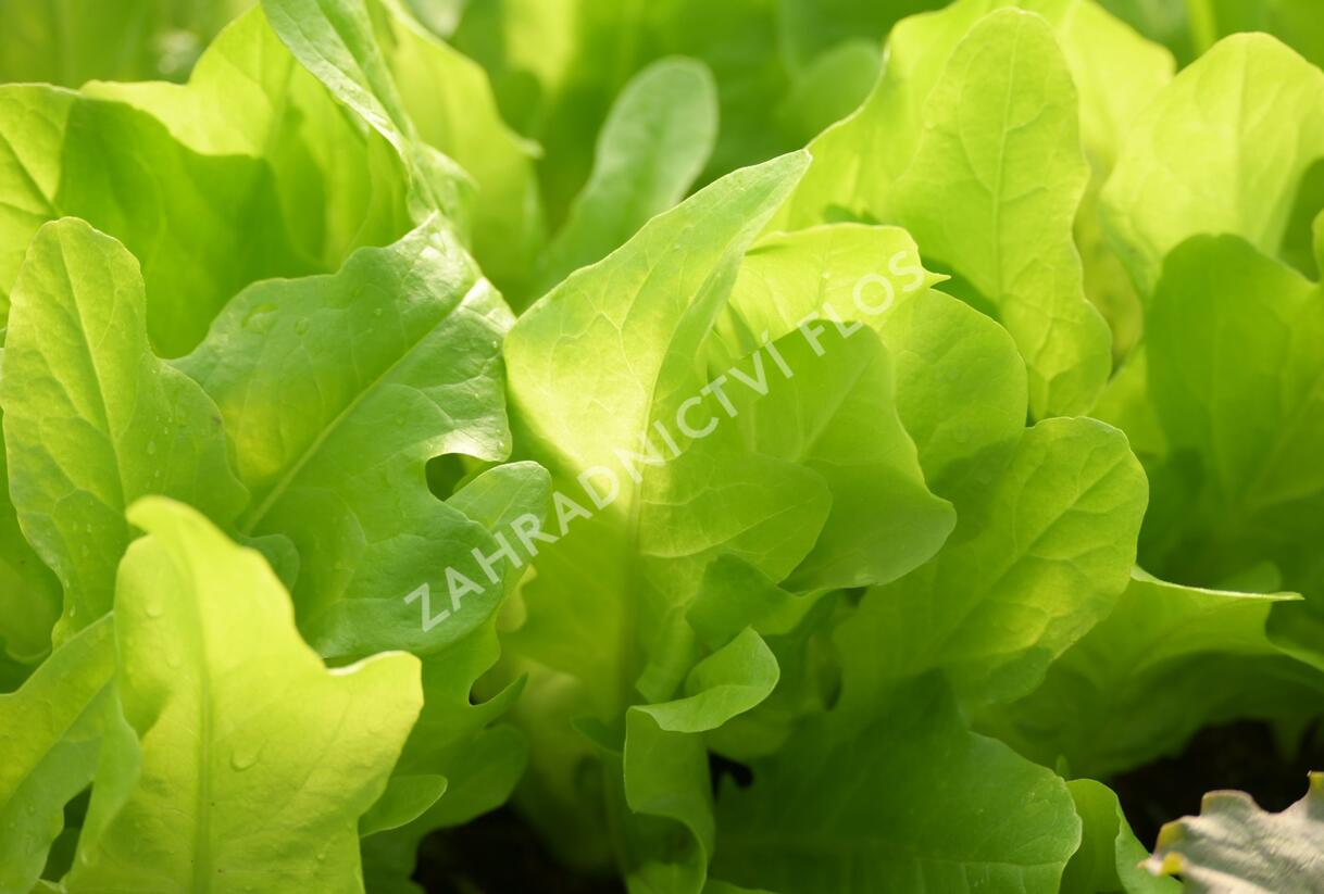 Salát listový 'Dubáček' - Lactuca sativa var. capitata 'Dubáček'
