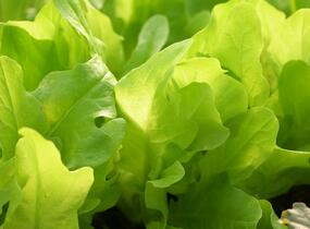 Salát listový 'Dubáček' - Lactuca sativa var. capitata 'Dubáček'