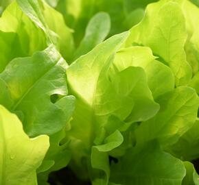 Salát listový 'Dubáček' - Lactuca sativa var. capitata 'Dubáček'