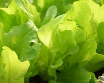 Salát listový 'Dubáček'