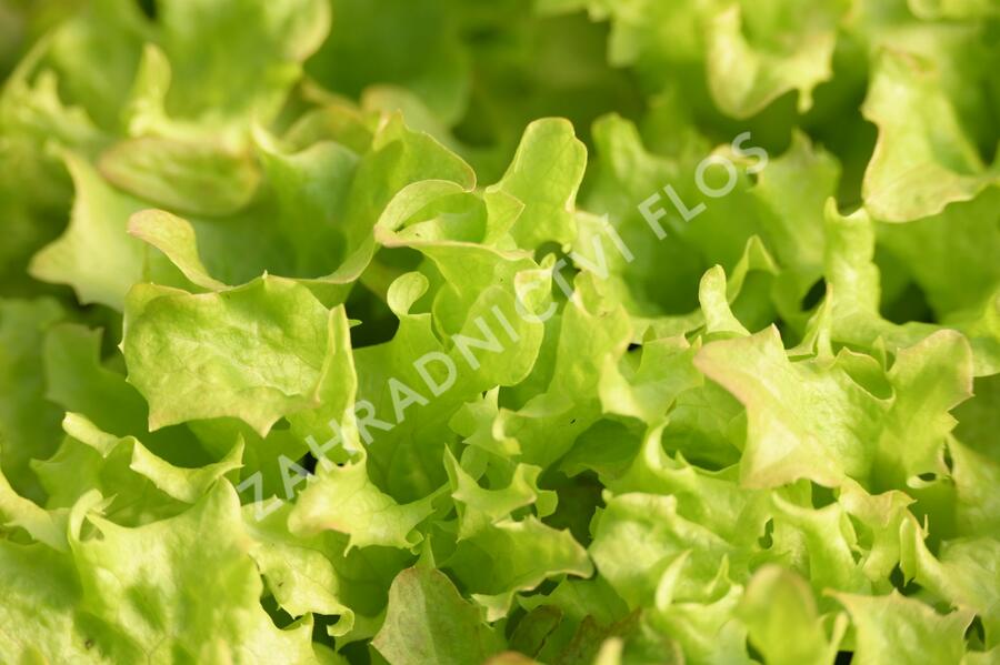 Salát listový 'Merlot' - Lactuca sativa var. crispa 'Merlot'