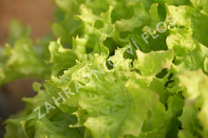 Salát listový 'Merlot' - Lactuca sativa var. crispa 'Merlot'