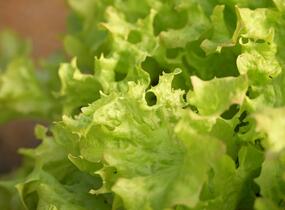 Salát listový 'Merlot' - Lactuca sativa var. crispa 'Merlot'