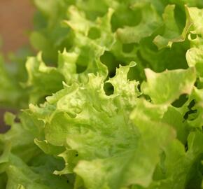 Salát listový 'Merlot' - Lactuca sativa var. crispa 'Merlot'