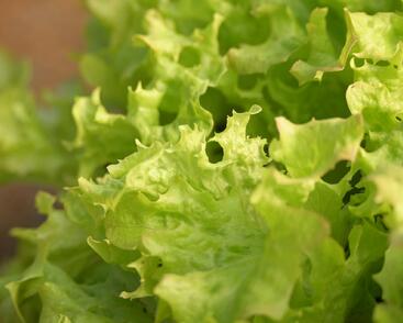 Salát listový 'Merlot'