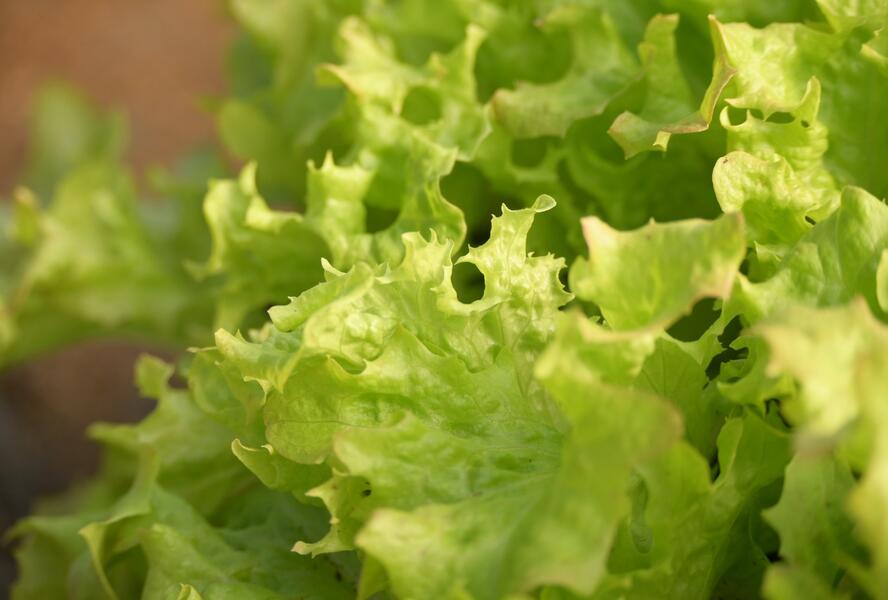Salát listový 'Merlot' - Lactuca sativa var. crispa 'Merlot'