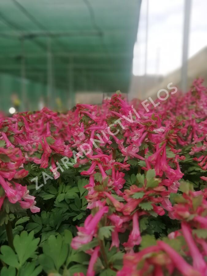 Dymnivka 'Beth Evans' - Corydalis 'Beth Evans'