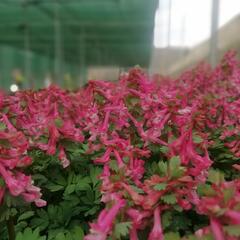 Dymnivka 'Beth Evans' - Corydalis 'Beth Evans'