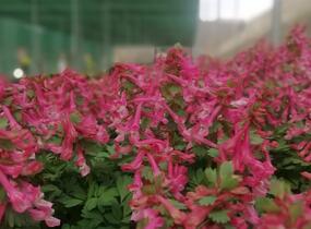 Dymnivka 'Beth Evans' - Corydalis 'Beth Evans'