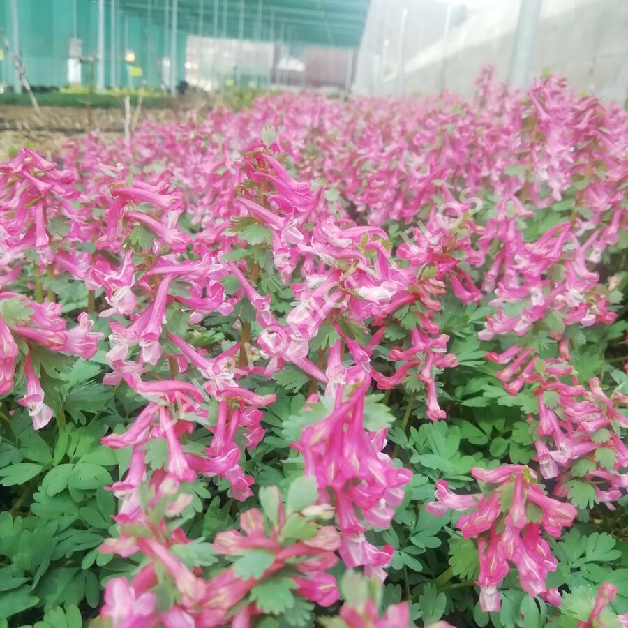Dymnivka 'Beth Evans' - Corydalis 'Beth Evans'