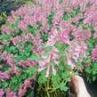 Dymnivka 'Beth Evans' - Corydalis 'Beth Evans'