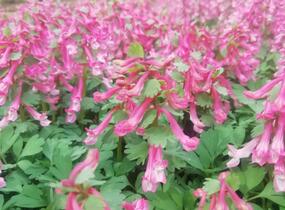 Dymnivka 'Beth Evans' - Corydalis 'Beth Evans'