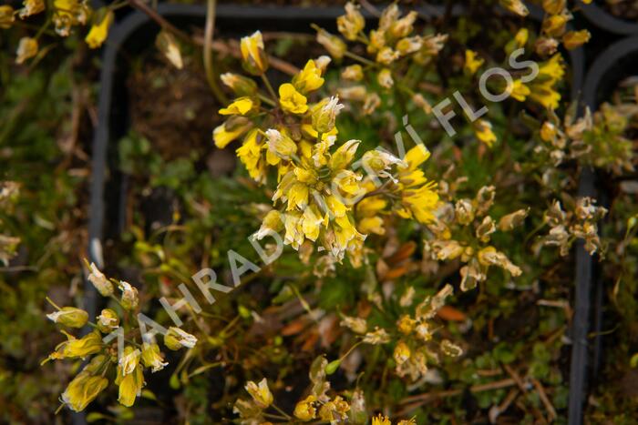 Chudina drsnoplodá - Draba lasiocarpa