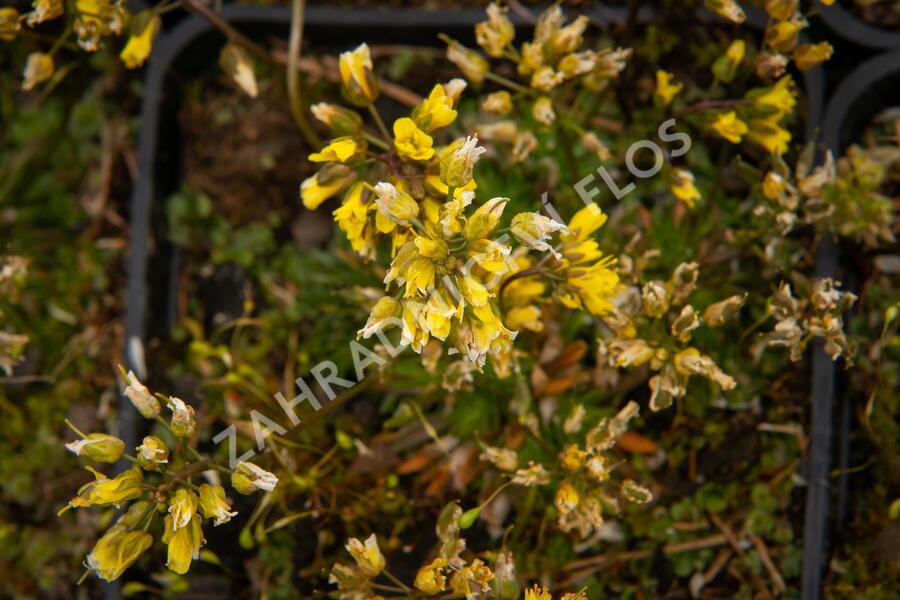 Chudina drsnoplodá - Draba lasiocarpa
