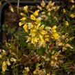 Chudina drsnoplodá - Draba lasiocarpa