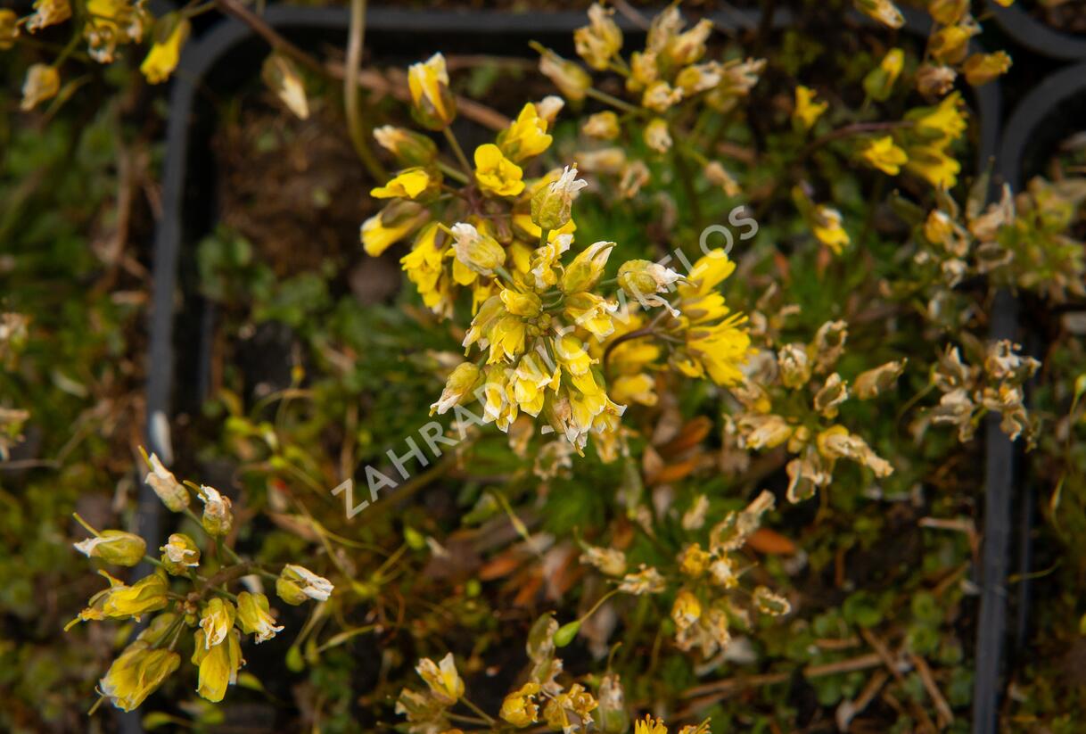 Chudina drsnoplodá - Draba lasiocarpa